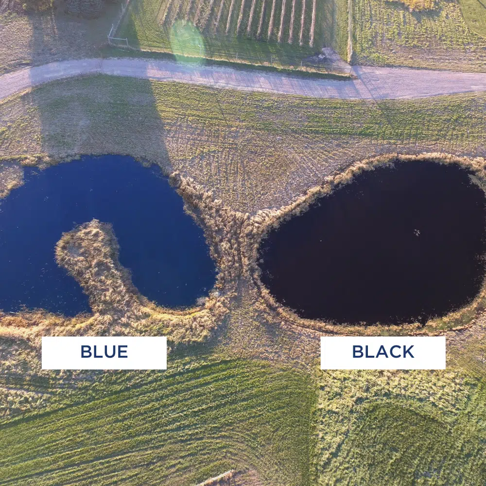 dye-morning-afternoon-1 | Healthy Ponds - New Zealand