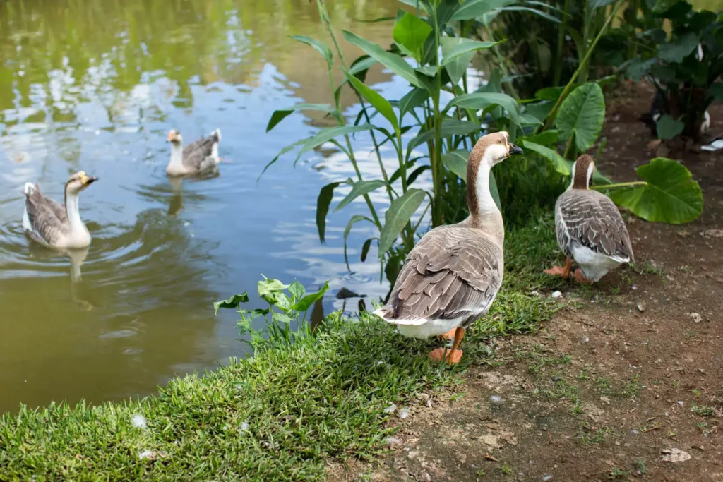 Common-Pond-Problems | Healthy Ponds - New Zealand