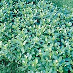 Alternanthera philoxeroides (Alligator Weed)