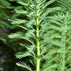 Myriophyllum aquaticum (Parrot’s Feather)