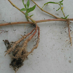 Alternanthera philoxeroides (Alligator Weed)