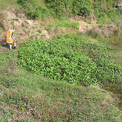 Alternanthera philoxeroides (Alligator Weed)