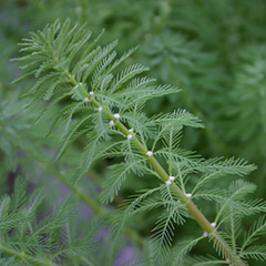 Myriophyllum aquaticum (Parrot’s Feather)