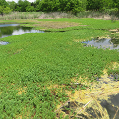 Myriophyllum aquaticum (Parrot’s Feather)