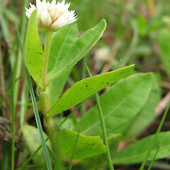 Alternanthera philoxeroides (Alligator Weed)