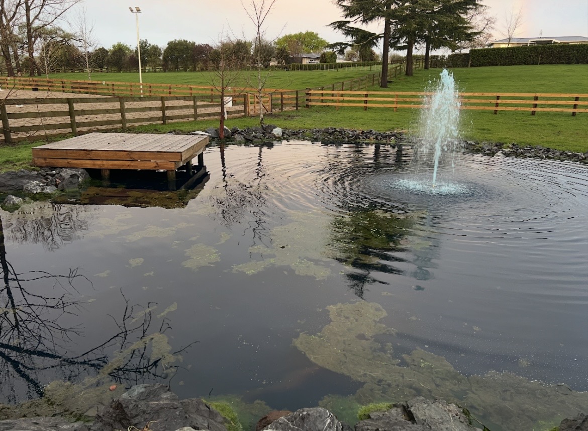 Before Treatment - Algae and colour