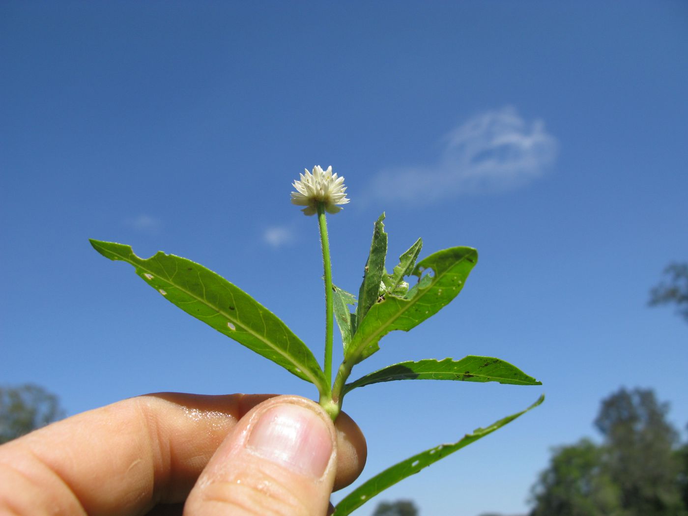 Alligator weed held up to show the white flower head and paired leaves
