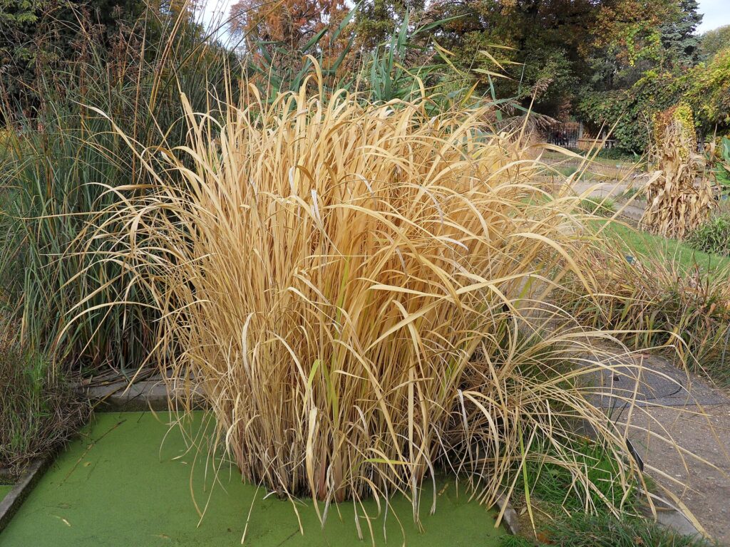 A clump of Manchurian wild rice at the edge of a pond