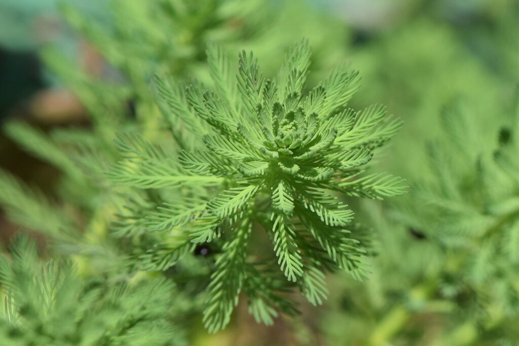 Parrot's feather, a bright green feathery stem rising out of the water