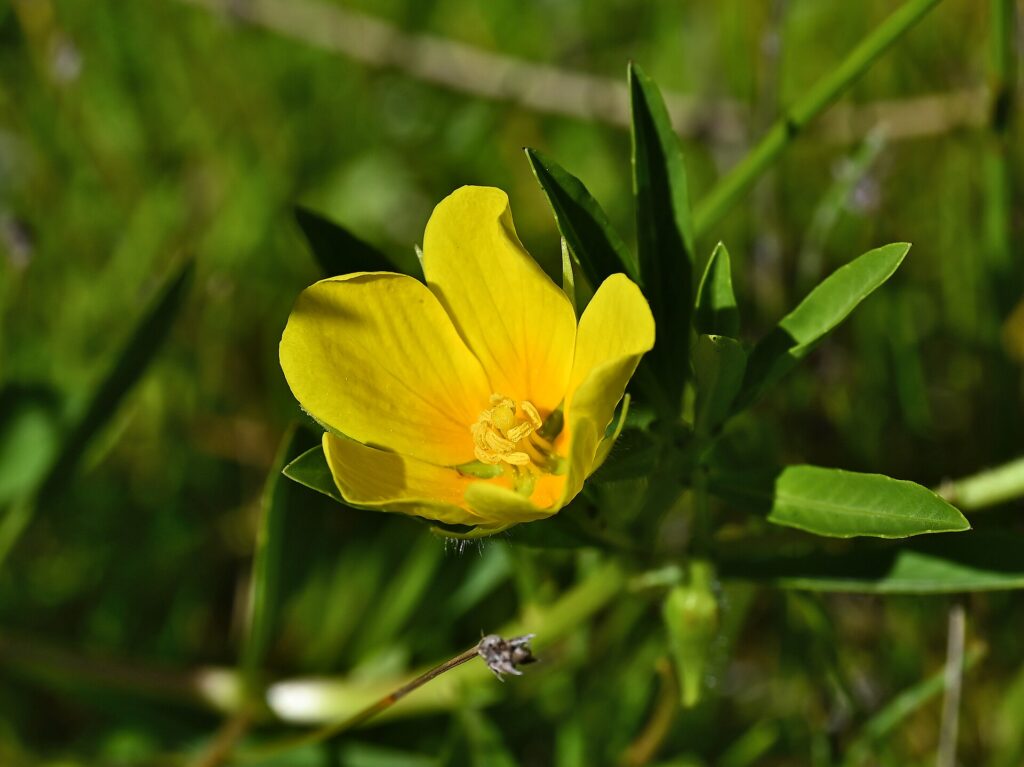 Primrose willow, a yellow five-petalled flower and glossy leaves