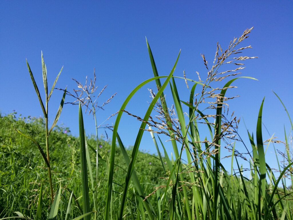 Reed sweet grass in flower on a stream bank